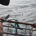 Shark dive in Gantsbaai, South Africa - IMG_2910.JPG