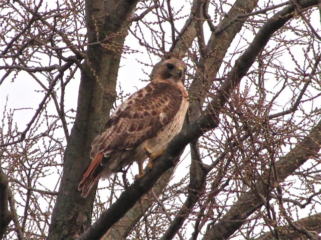 Red-tailed Hawk on Glenn in Normal, IL 06