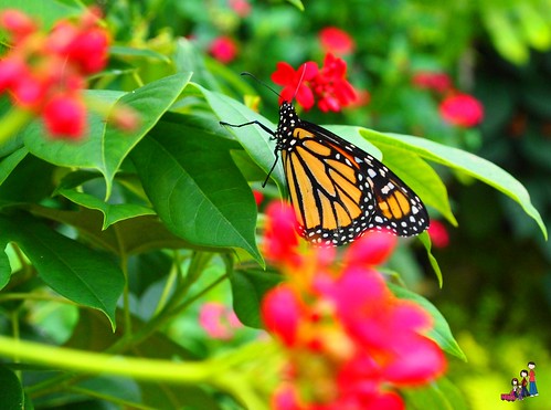Butterfly at Reiman Gardens, Ames, Iowa