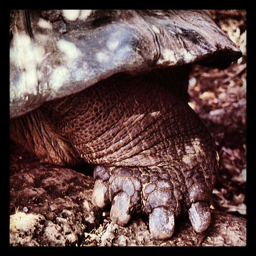 Could do with a pedicure. #Galapagos Tortoise.