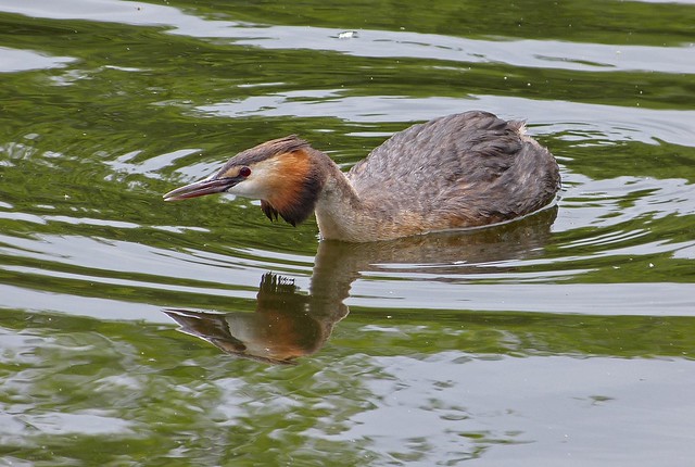 27524 - Great Crested Grebe, WWT London