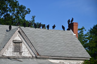 Vulture House