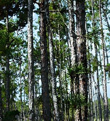 Audubon's Corkscrew Swamp Sanctuary