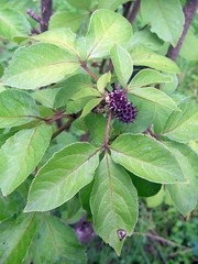 Araliaceae