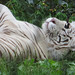 Tigers_021 posted by *Ice Princess* to Flickr