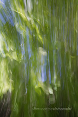 Abstract weeds, Adelaide