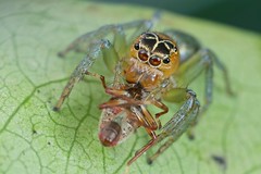 Arachnids  (Philippines)