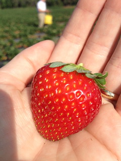 A beautiful looking strawberry in my hand