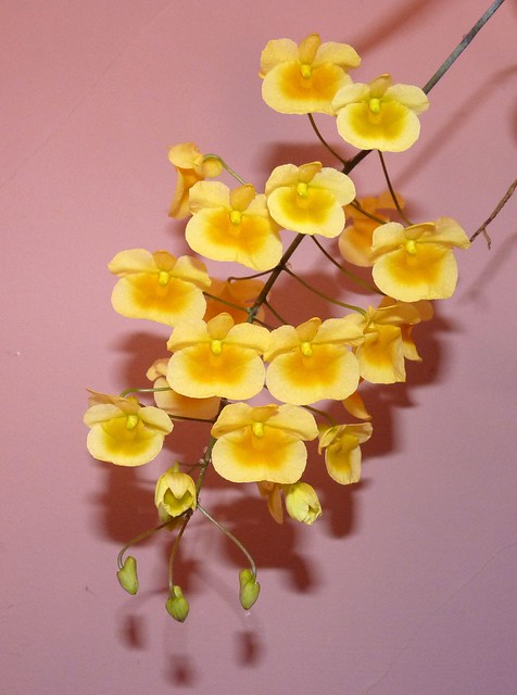 Dendrobium aggregatum species orchid, 1st bloom 4-12*