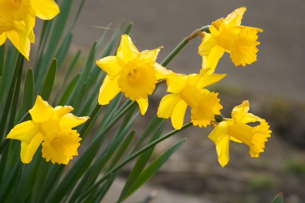 daffodil  1441