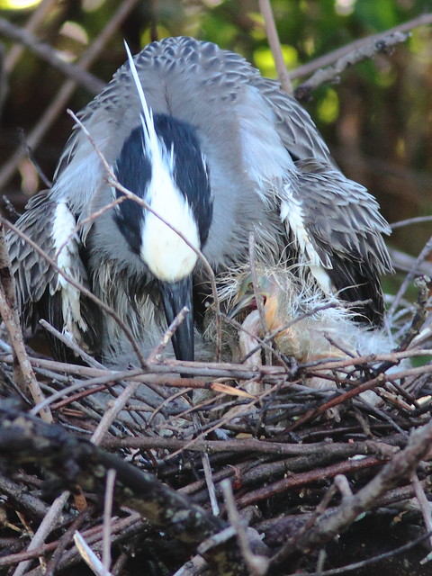 Yellow-crowned Night-Heron chick choking Nest 9HT