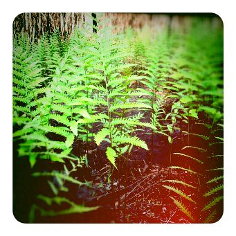 Green fern by SwampAngel