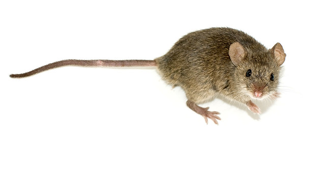 ποντίκι / μυς, mouse (Mus musculus) by George Shuklin