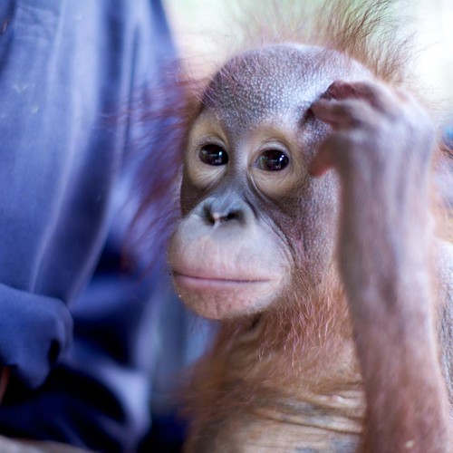 Orphan orangutan by LastOfTheGreatApes