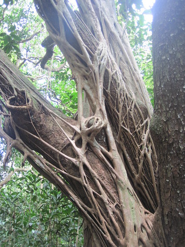 Treee on Maunawili trail
