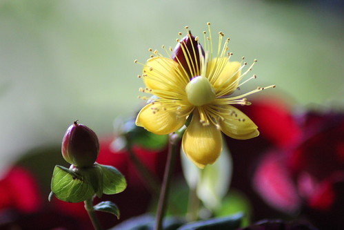 Mystery Flower Solved ... hypericum by Sparky2*