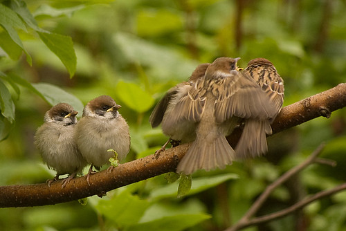 Tree Sparrows 4
