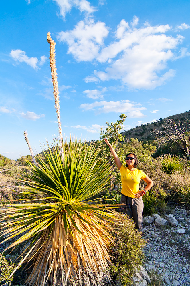 Juno and big sotol plant at Guadalupe Mountains