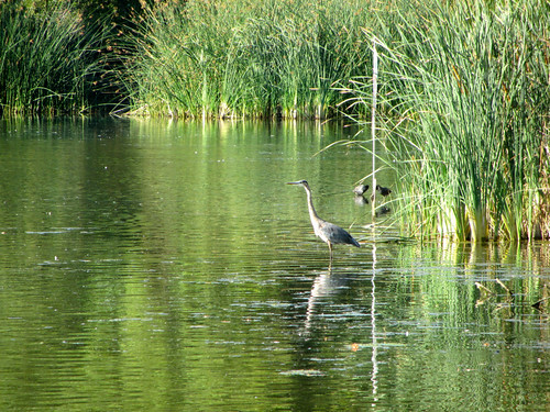 heron at the lake