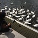 Thames Path 03 - Feeding the swans at Kingston