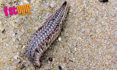 Strange worm-like creature found on Pasir Ris Beach 