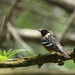 Bay-breasted Warbler 