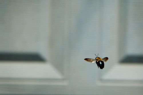 003 bee
