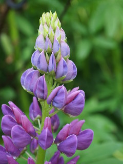 Purple lupin