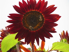 One Awesome Red Sunflower!