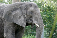 Jacksonville Zoo 2012