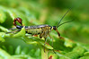 Male Scorpion fly