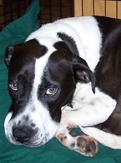 Cochise dogs sick heartworm treatment foster dog program