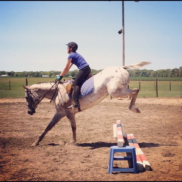 Up and Over #horse #jump