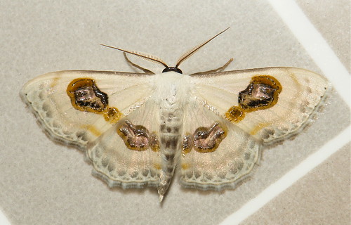 Eye Looper Moth (Problepsis vulgaris, Geometridae)