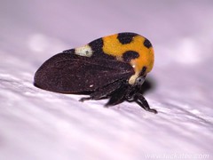 Treehoppers - Family Membracidae