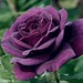mawar ungu 5