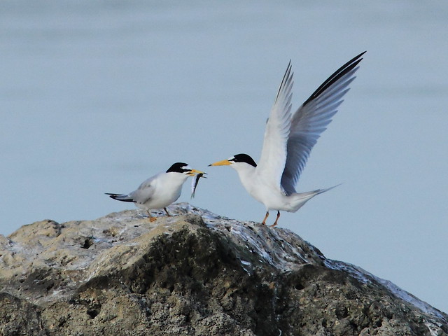Least Tern courtship 3-20120419