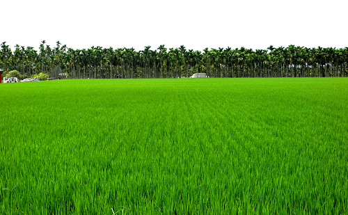 Southern Taiwan Rice Paddy