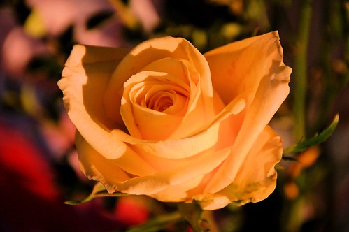 Yellow Rose photo by Rose Braverman Molokai Hawaii