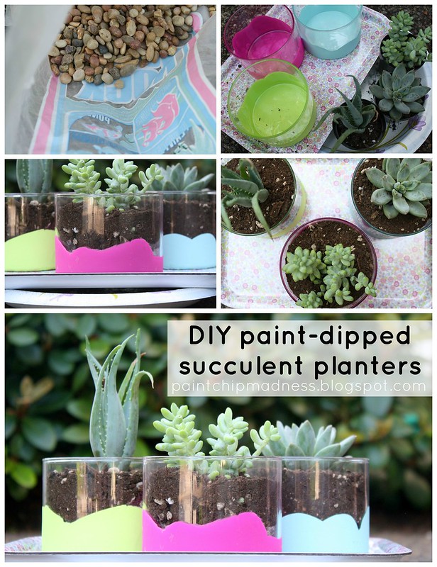 diy paint-dipped succulent planters by paint chip madness