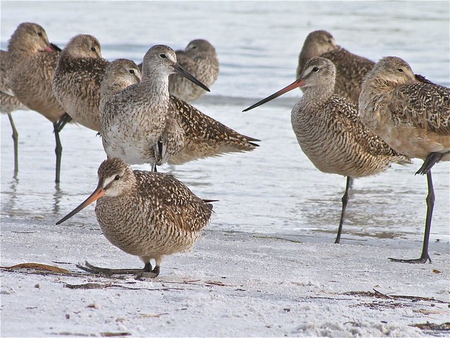 Marbled Godwit and Willet at Fort DeSoto in Pinellas County, FL 18