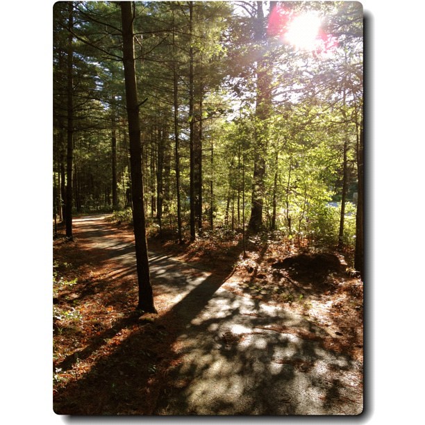 This Morning's Run Through the Pines #path #runchat #squaready