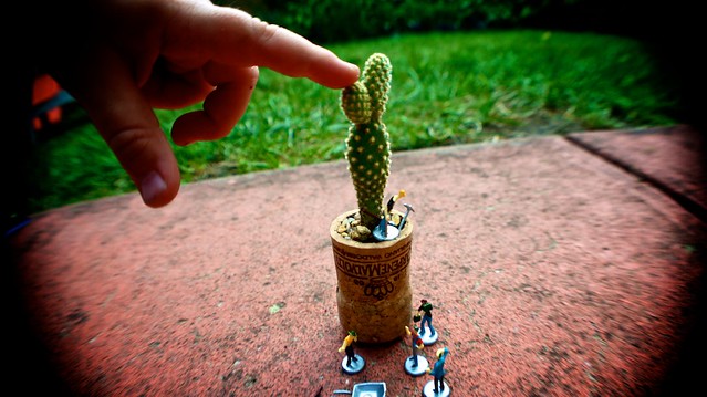 anteketborka.blogspot.com, cactus6