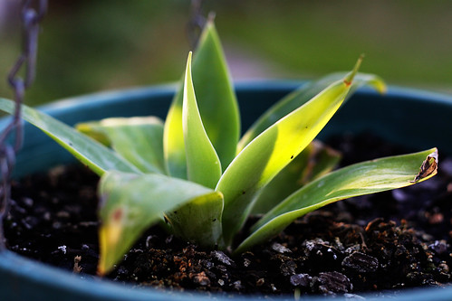 Small Agave