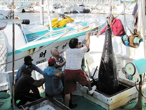 7:20 距離拍賣還有十分鐘，開始把重達兩百多公斤的黑鮪魚吊起。