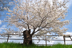 Japan Spring 2014