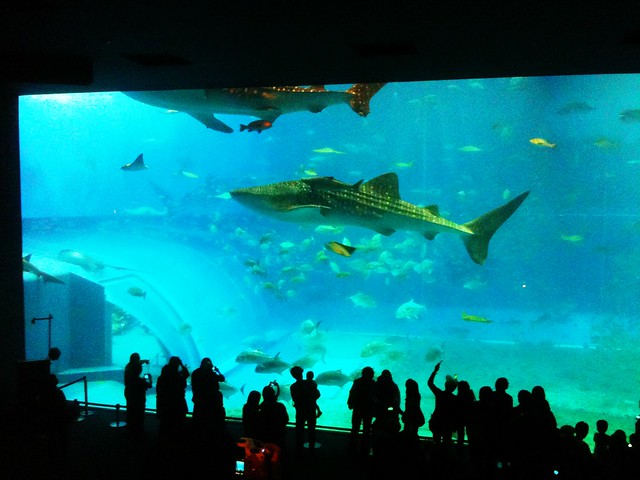 Whale sharks in Kuroshio Tank at Churaumi Aquarium, Okinawa