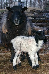 Flashy ram lamb