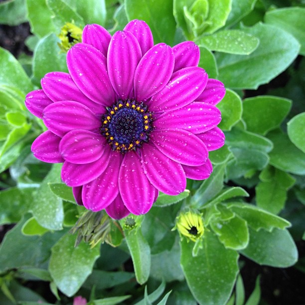 #flower #purple #pink #green