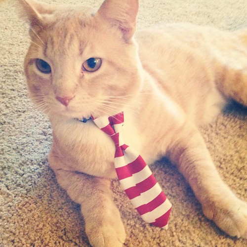 Dexter and his tie